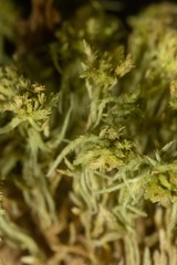 Sphagnum teres