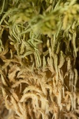Sphagnum teres