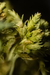 Sphagnum teres