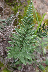 Myriopteris clevelandii