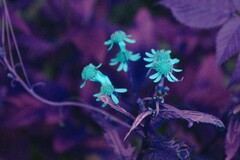 Packera schweinitziana