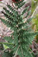 Myriopteris clevelandii