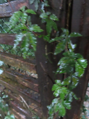 Tetrastigma obtectum