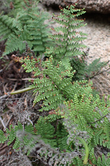 Myriopteris clevelandii