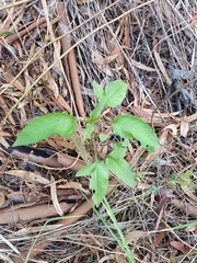 Bidens pilosa pilosa