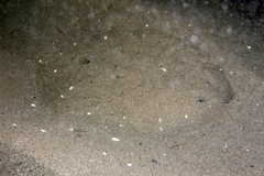 Scophthalmus rhombus