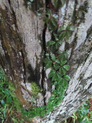 Tetrastigma obtectum