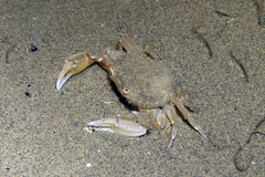 Liocarcinus vernalis