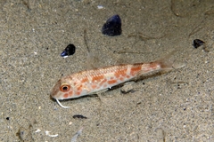 Mullus barbatus