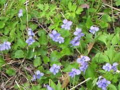 Viola cucullata