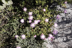 Lampranthus falciformis