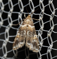 Elophila responsalis