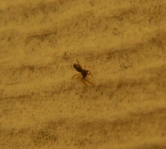 Micrathena