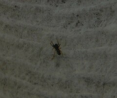 Micrathena