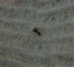 Micrathena