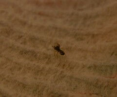 Micrathena
