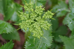 Tauschia