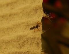 Micrathena