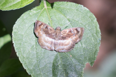 Quadrus cerialis