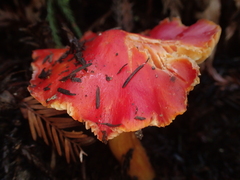 Hygrocybe laetissima