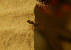 Micrathena