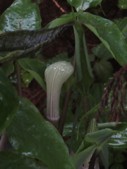 Arisaema ringens