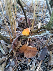 Fungi