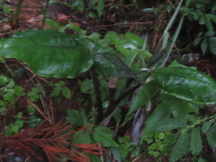 Arisaema ringens