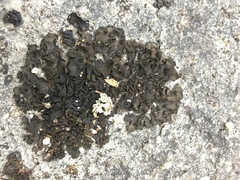 Lathagrium undulatum