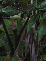 Arisaema ringens