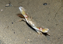 Liocarcinus vernalis