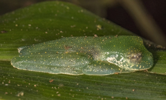 Sachatamia albomaculata