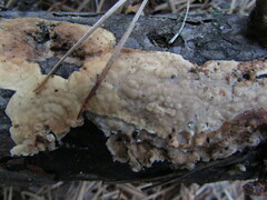 Dacryobolus karstenii