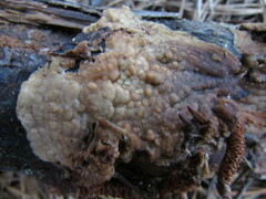 Dacryobolus karstenii