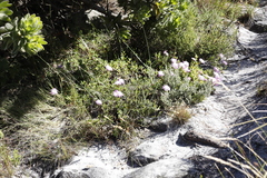 Lampranthus falciformis