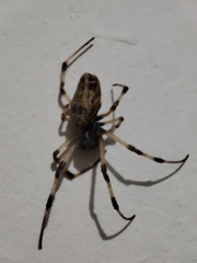 Nephilingis cruentata