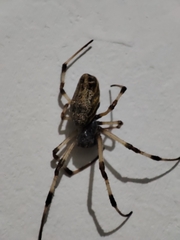 Nephilingis cruentata