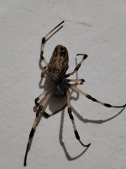 Nephilingis cruentata