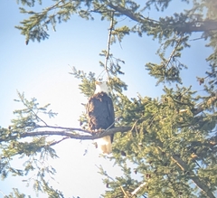 Haliaeetus leucocephalus washingtoniensis