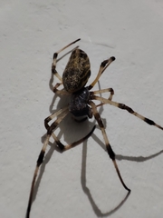 Nephilingis cruentata