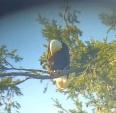 Haliaeetus leucocephalus washingtoniensis