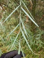 Acacia iteaphylla