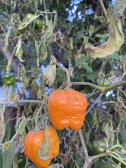 Capsicum pubescens