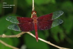 Camacinia gigantea