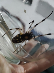 Nephilingis cruentata