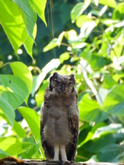 Bubo cinerascens