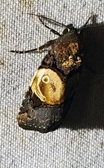 Hampsonodes orbica