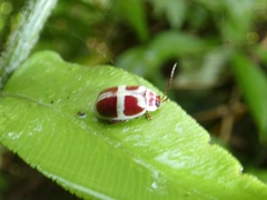 Asphaera discicollis