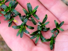 Coprosma pseudocuneata