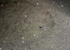 Scophthalmus rhombus